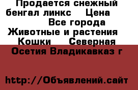 Продается снежный бенгал(линкс) › Цена ­ 25 000 - Все города Животные и растения » Кошки   . Северная Осетия,Владикавказ г.